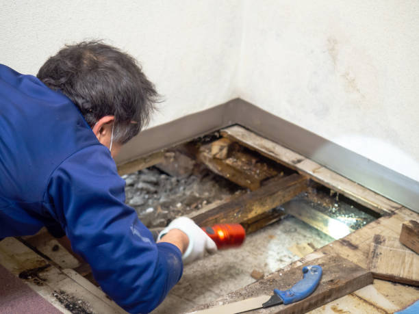 Best Commercial Mold Removal  in Euclid, OH