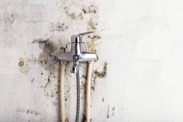 Best Mold Removal Near Me  in Euclid, OH