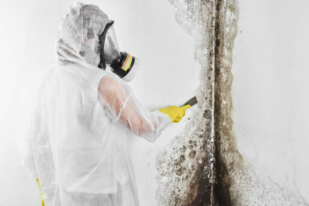 Crawl Space Mold Removal in Euclid, OH