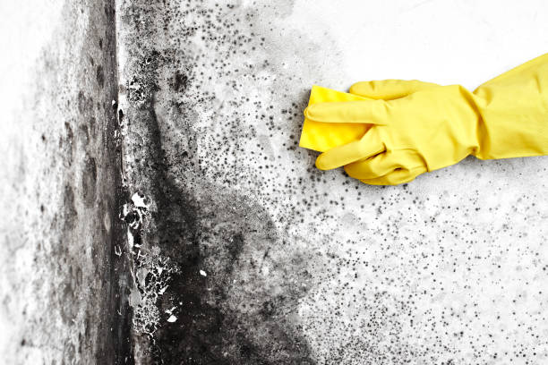 Best Residential Mold Removal  in Euclid, OH