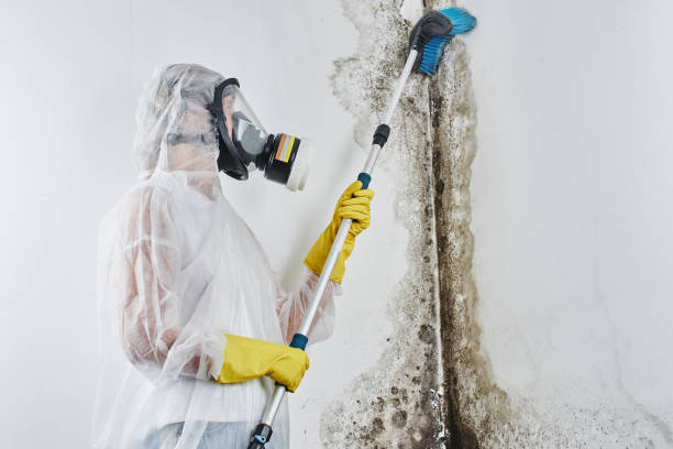 Best Black Mold Removal  in Euclid, OH