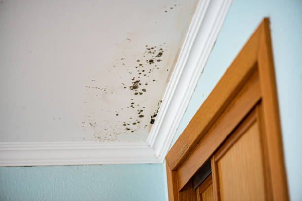 Attic Mold Removal in Euclid, OH