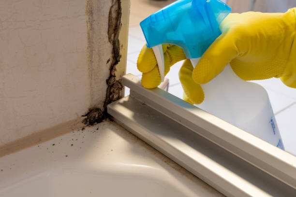 Best Mold Removal Company Near Me  in Euclid, OH