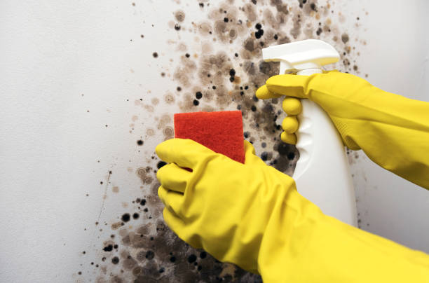 Best Emergency Mold Removal  in Euclid, OH