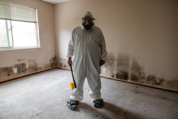 Home Mold Removal in Euclid, OH