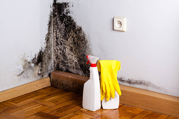 Best Home Mold Removal  in Euclid, OH