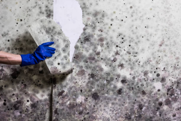 Professional Mold Removal in Euclid, OH