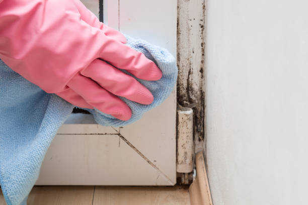 Best Local Mold Removal Service  in Euclid, OH